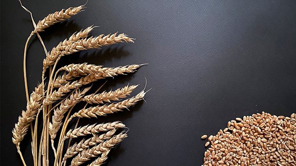 IBEC supports the export of Russian wheat